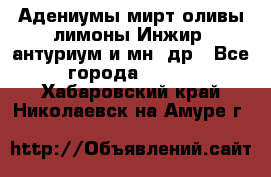 Адениумы,мирт,оливы,лимоны,Инжир, антуриум и мн .др - Все города  »    . Хабаровский край,Николаевск-на-Амуре г.